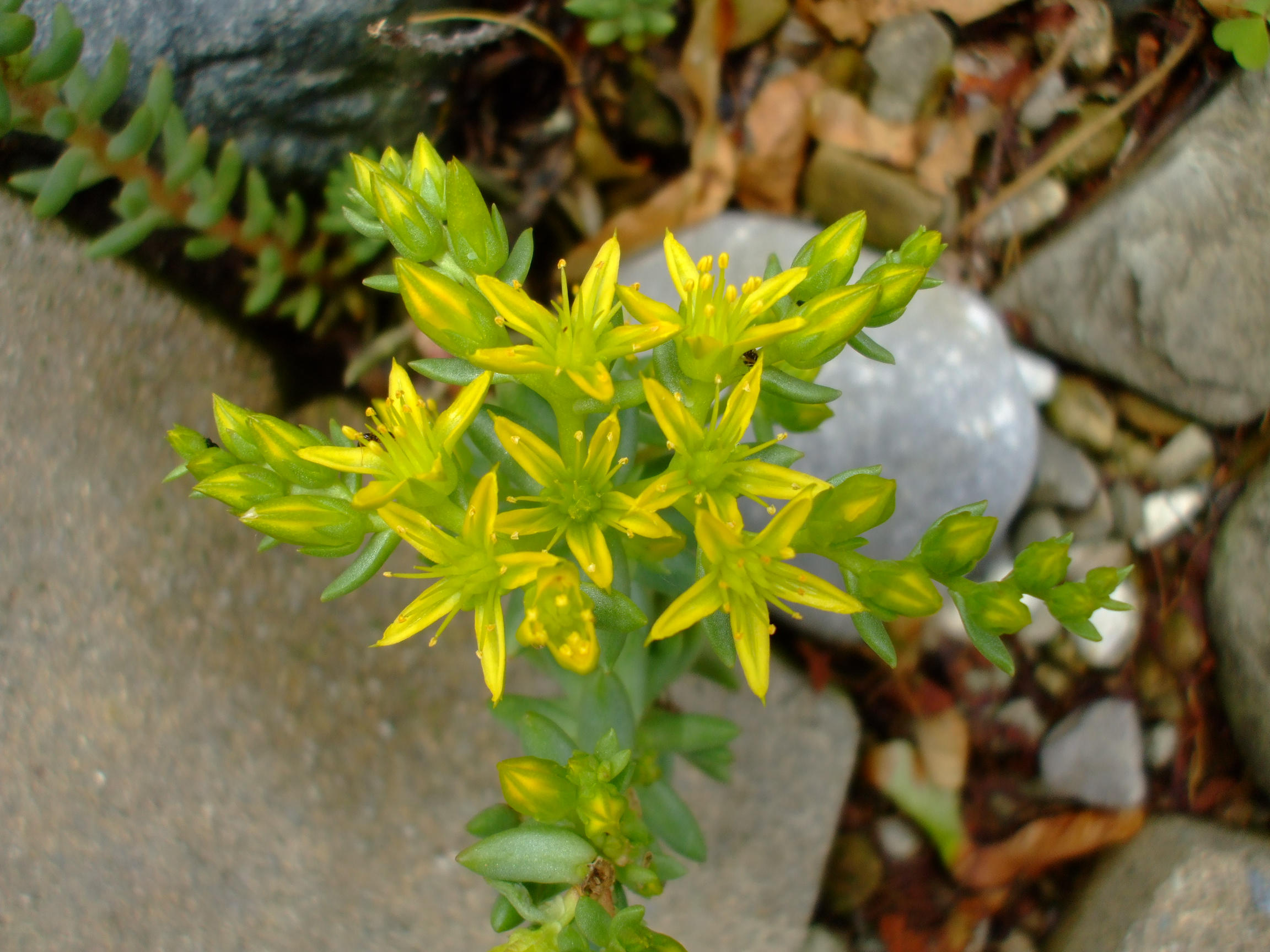 Sedum lanceolatum